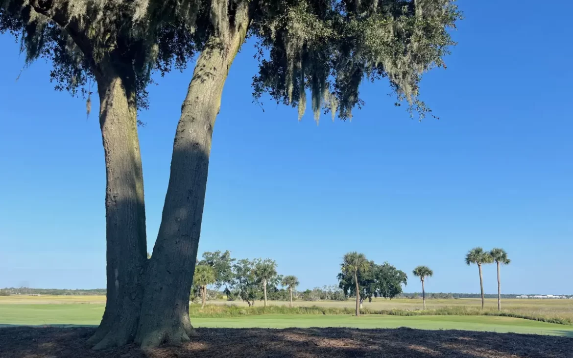 Sprawling marsh views behind a giant beautiful tree on the Cougar Point golf course under a sunny sky