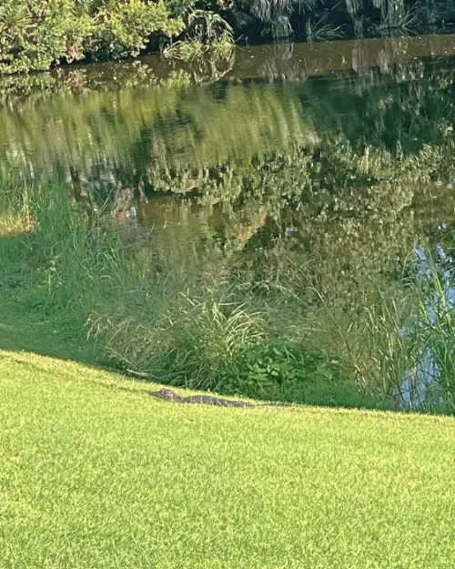 Baby alligator by the water on the Cougar Point golf course at Kiawah Island golf resort