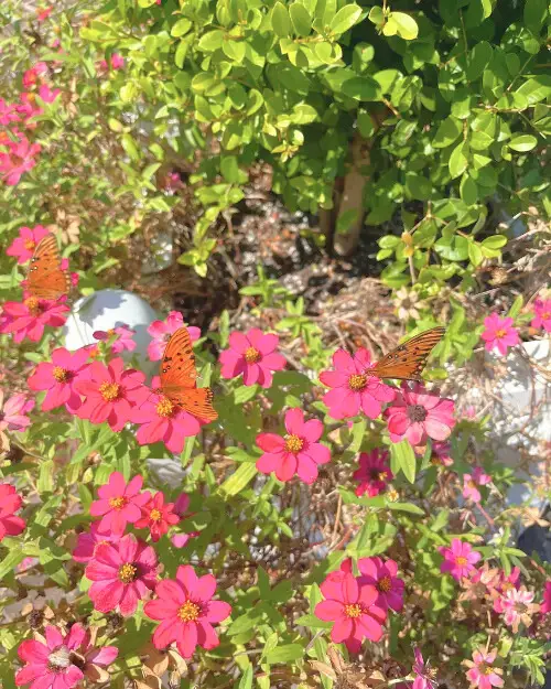 Butterflies at the garden at the new clubhouse